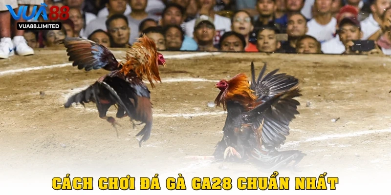 Cách chơi đá gà GA28 chuẩn nhất