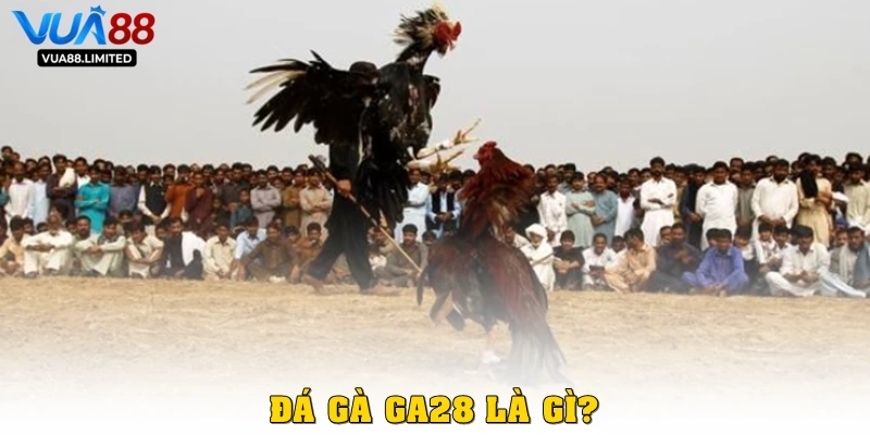 Đá gà GA28 là gì?