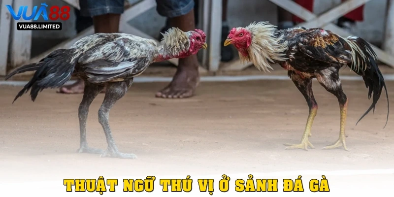Thuật ngữ đá gà thú vị ở sảnh đá gà
